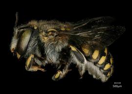   Anthidium maculifrons  female lateral habitus, photo: Chelsey Ritner 
